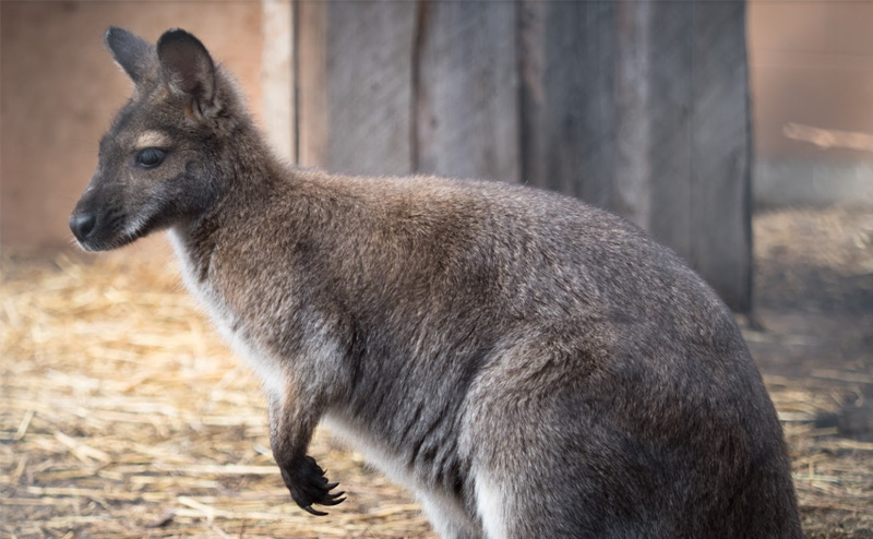A wallaby.
